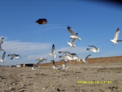 " Por los que vuelan mas alto "